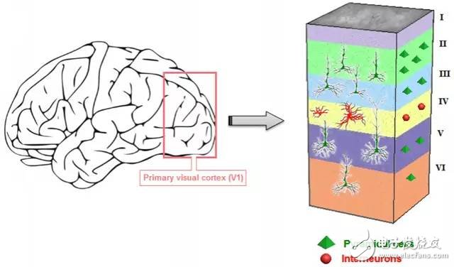 深度神经网络（DNN）=人类大脑皮层结构？,深度神经网络（DNN）=人类大脑皮层结构？,第5张