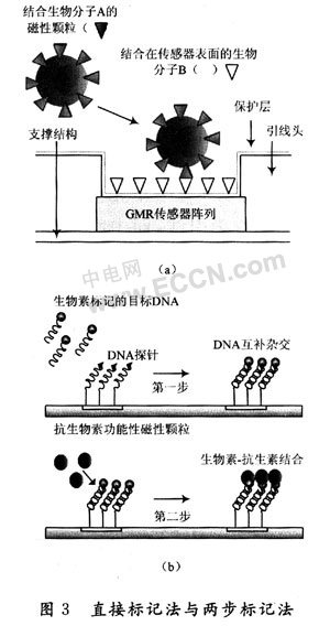 基于GMR传感器阵列的生物检测研究,第4张