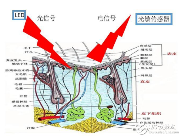 光学心率传感器工作原理,为什么通过LED灯发光就能测量心率,第4张