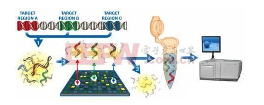 基因芯片的工作原理及组成_基因芯片可以查哪些病,基因芯片的工作原理_基因芯片可以查哪些病,第3张