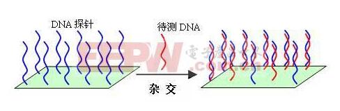 基因芯片的工作原理及组成_基因芯片可以查哪些病,基因芯片的工作原理_基因芯片可以查哪些病,第2张