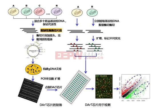 基因芯片的工作原理及组成_基因芯片可以查哪些病,基因芯片的工作原理_基因芯片可以查哪些病,第4张