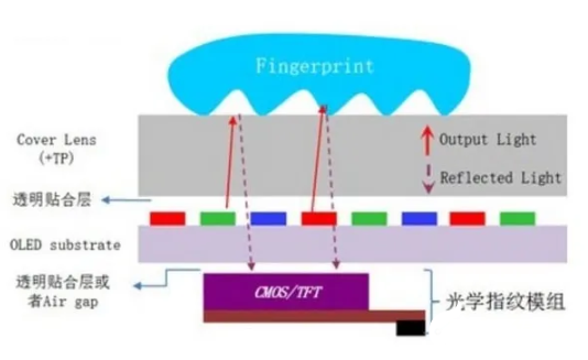 解析市场上的指纹识别技术,解析市场上的指纹识别技术,第3张