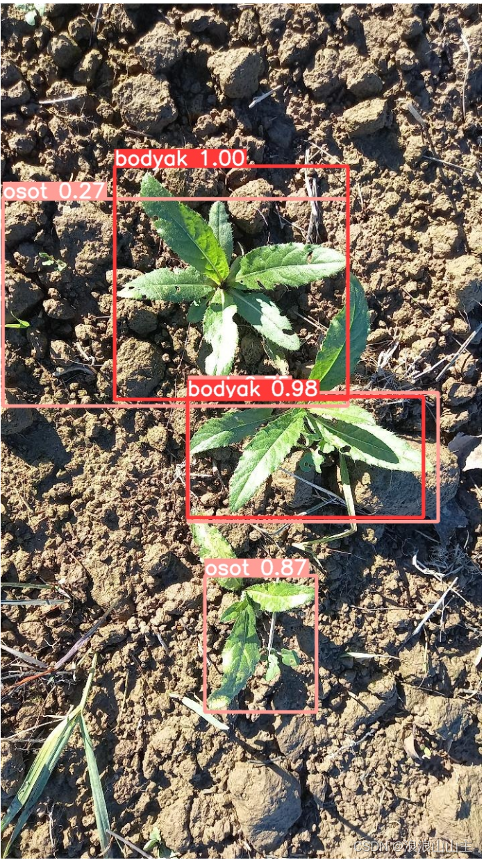 基于Pycharm的YOLOv8教程——运行环境配置+杂草识别示例,第29张