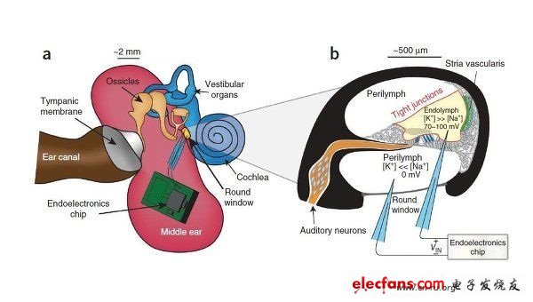 如何实现耳朵供电驱动医疗电子芯片？,在实验中，研究人员在豚鼠内耳生物电池膜的两边植入了电极，并将低功率芯片与电极相连。,第3张